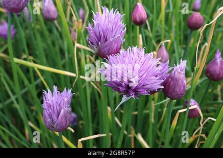 Allium schoenoprasum fiori di erba cipollina – semi-circolari di fiori di rosa violetta e foglie lineari, maggio, Inghilterra, Regno Unito Foto Stock