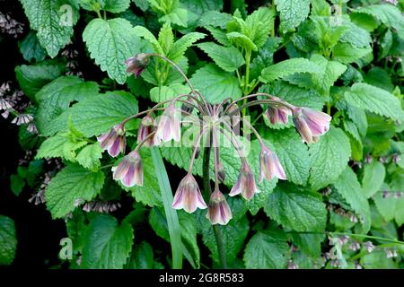 Allium / Nectaroscordum siculum miele siciliano aglio – crema, maroon e fiori verdi a forma di campana su pedicelle drooping, maggio, Inghilterra, Regno Unito Foto Stock