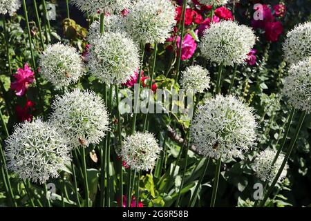 Allium stitatum ‘Mmount Everest’ allium Mount Everest – Cumelle sferiche di fiori bianchi a forma di stella su steli alti, maggio, Inghilterra, Regno Unito Foto Stock