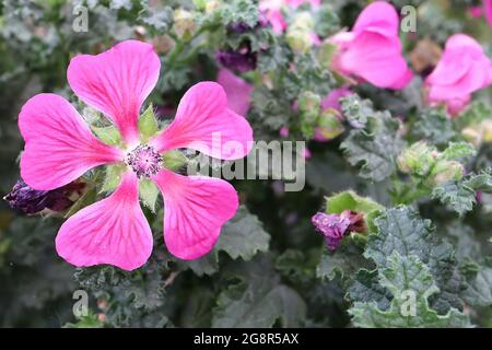 Anisodontea capensis ‘elegans Princess’ Cape mallow elegans Princess – fiori rosa profondi con petali a forma di cuore, maggio, Inghilterra, Regno Unito Foto Stock