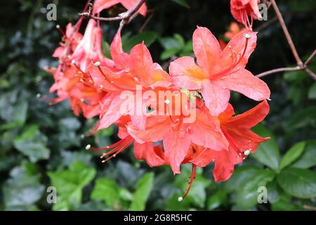 Azalea / Rhododendron calendulaceum Flame azalea – salmone rosa corallo fiori con riflessi gialli, maggio, Inghilterra, Regno Unito Foto Stock