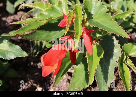 Begonia boliviensis ‘Crackling Fire Red’ Bolivian Begonia Crackling Fire Red – scintillanti fiori rossi scanalati e foglie verdi asimmetriche vivide, maggio, Foto Stock