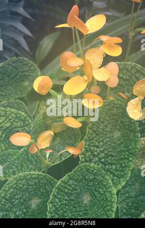 Begonia ficicola ‘Microspermatum’ in coppia con fiori gialli rotondi e foglie verdi altamente testurizzate, maggio, Inghilterra, Regno Unito Foto Stock