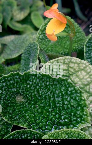 Begonia ficicola ‘Microspermatum’ in coppia con fiori gialli rotondi e foglie verdi altamente testurizzate, maggio, Inghilterra, Regno Unito Foto Stock