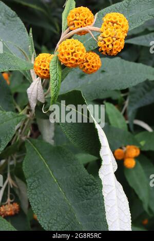 Buddleja globosa albero della palla arancione – teste di fiori di globo profumate al miele d'arancio, maggio, Inghilterra, Regno Unito Foto Stock