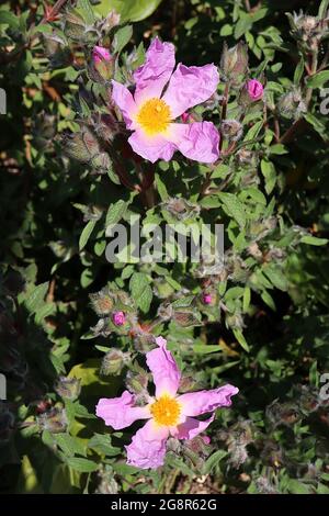 Cistus creticus subsp. Incanus rosa roccia – sottili fiori rosa granchio e boccioli di fiori pelosi, maggio, Inghilterra, Regno Unito Foto Stock