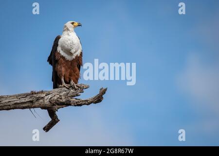 Un'aquila di pesce africana, il vocifer di Haliaetus, siede su un ramo, sfondo blu del cielo Foto Stock