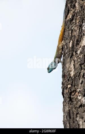 Albero a testa blu AGAMA, Acanthocercus gregorii, su un tronco di albero Foto Stock