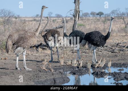 Una famiglia di struzzi, Struthio camelus australis, si riuniscono in un buco d'acqua Foto Stock