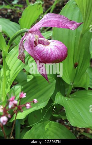 Cypripedium macranthos Lady’s Slipper orchidea – rosa violetta fiori in pouched ovale con setti svasati ritorti, maggio, Inghilterra, Regno Unito Foto Stock