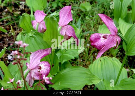 Cypripedium macranthos Lady’s Slipper orchidea – rosa violetta fiori in pouched ovale con setti svasati ritorti, maggio, Inghilterra, Regno Unito Foto Stock