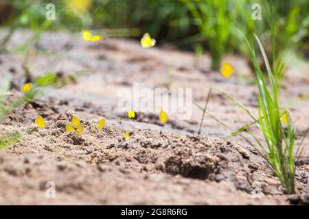 Un gregge di Farfalle di Erma Elallows, Eurema brigitta Foto Stock