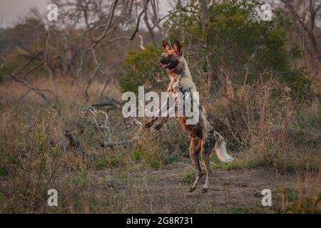 Un cane selvatico, Lycaon Pictus, si alza sulle gambe della buccia Foto Stock