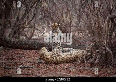 Una madre leopardo, Panthera pardus, gioca con il suo cucciolo e ruota la zampa in faccia Foto Stock