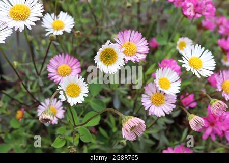 Erigeron karvinskianus ‘Stallone’ Fleabane messicana Stallone – fiori bianchi e rosa su gambi wiry e piccole foglie a forma di lancia verde scuro, maggio, Regno Unito Foto Stock