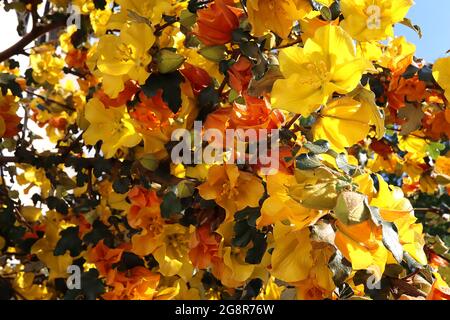 Fremontodendron ‘Pacific Sunset’ Flannel Bush Pacific Sunset – spessi fiori gialli e arancioni rossi (bratti) e foglie lobate di colore verde scuro, maggio, Inghilterra Foto Stock