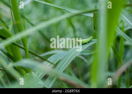 Giovane cavallino verde comune seduto su una foglia selvaggia nella giungla Foto Stock