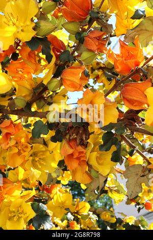 Fremontodendron ‘Pacific Sunset’ Flannel Bush Pacific Sunset – spessi fiori gialli e arancioni rossi (bratti) e foglie lobate di colore verde scuro, maggio, Inghilterra Foto Stock