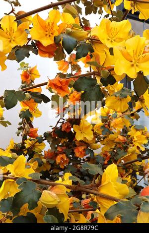 Fremontodendron ‘Pacific Sunset’ Flannel Bush Pacific Sunset – spessi fiori gialli e arancioni rossi (bratti) e foglie lobate di colore verde scuro, maggio, Inghilterra Foto Stock