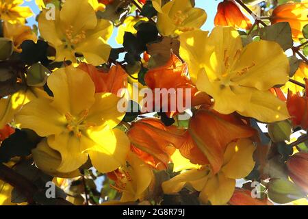 Fremontodendron ‘Pacific Sunset’ Flannel Bush Pacific Sunset – spessi fiori gialli e arancioni rossi (bratti) e foglie lobate di colore verde scuro, maggio, Inghilterra Foto Stock