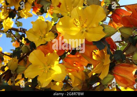 Fremontodendron ‘Pacific Sunset’ Flannel Bush Pacific Sunset – spessi fiori gialli e arancioni rossi (bratti) e foglie lobate di colore verde scuro, maggio, Inghilterra Foto Stock