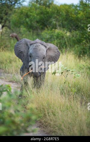 Un vitello elefante, Loxodonta africana, cammina verso la telecamera in erba lunga, tenendo ramo in tronco, Foto Stock