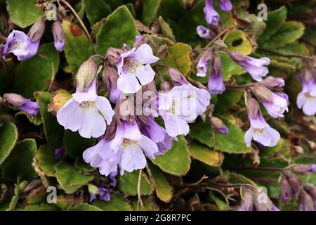 Haberlea Fernandi-coburgii fiori di lavanda pallidi a forma di imbuto con dorso di petalo viola, gola crema, macchie arancioni, gola pelosa, maggio, Inghilterra, Regno Unito Foto Stock