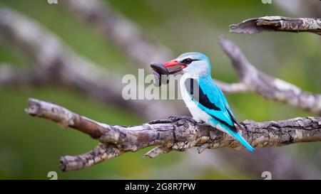 Un kingfisher boscoso, Halcyon senegalensis, siede su un ramo con un insetto nel suo becco Foto Stock