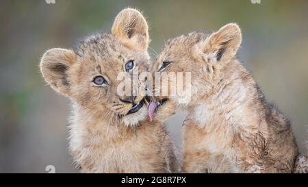 Due cuccioli di leone, Panthera leo, siedono insieme, uno lecca l'altro Foto Stock