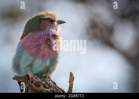 Un rullo tostato lilla, Coracias caudatus, siede su un ramo, guardando fuori dal telaio. Foto Stock