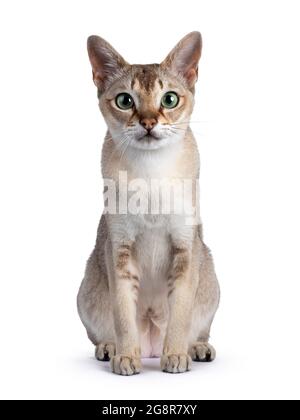 Bel gatto Singapura giovane adulto, seduto di fronte. Guardare direttamente la fotocamera con gli occhi verdi ipnotizzanti. Isolato su sfondo bianco. Foto Stock