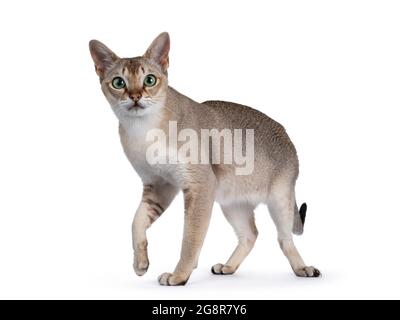 Bel gatto Singapura giovane adulto, camminando vie laterali. Guardare direttamente la fotocamera con gli occhi verdi ipnotizzanti. Isolato su sfondo bianco. Foto Stock