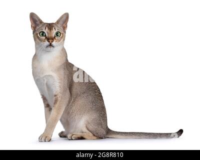 Bel gatto Singapura, giovane adulto, seduto lungo le vie laterali. Guardare direttamente la fotocamera con gli occhi verdi ipnotizzanti. Isolato su sfondo bianco. Foto Stock