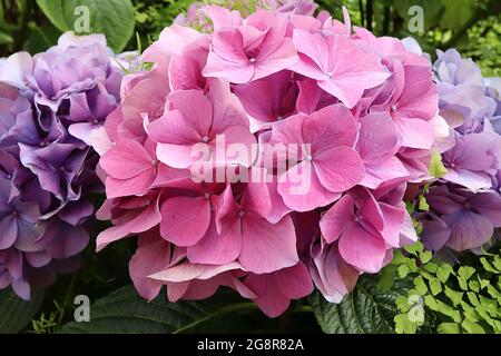 Hydrangea macrophylla ‘Lemmenhof’ Hortensia Lemmenhof - fiori rosa e bottone blu chiaro, maggio, Inghilterra, Regno Unito Foto Stock