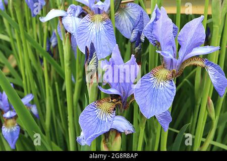 Iris sibirica ‘Perry’s Blue’ (SIB) Iris siberiano Blu di Perry – cascate blu cielo, blottch giallo e bianco con intricate reti, standard blu cielo, Foto Stock