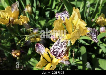 Iris variegata specie iris (SPEC) iris variegato fiore - cadute bianche, su tutte le vene brune scure, standard di colore giallo beige, barba gialla, maggio, Regno Unito Foto Stock