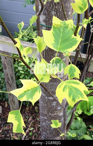 Liriodendron tulipifera ‘Aureomarginatum’ albero variegato di tulipano – foglie verdi medie a forma di tulipano 2D con ampi margini gialli, maggio, Inghilterra, Regno Unito Foto Stock