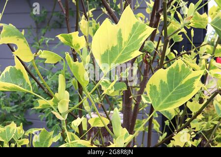 Liriodendron tulipifera ‘Aureomarginatum’ albero variegato di tulipano – foglie verdi medie a forma di tulipano 2D con ampi margini gialli, maggio, Inghilterra, Regno Unito Foto Stock