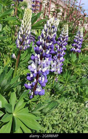 Lupin ‘il Governatore Lupin il Governatore - densi punte di fiori di viola e bianco pisello, maggio, Inghilterra, Regno Unito Foto Stock