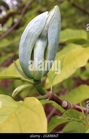 Magnolia acuminata cetriolo – fiori verdi blu con un profumo fresco di cetriolo, maggio, Inghilterra, Regno Unito Foto Stock