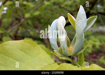 Magnolia acuminata cetriolo – fiori verdi blu con un profumo fresco di cetriolo, maggio, Inghilterra, Regno Unito Foto Stock