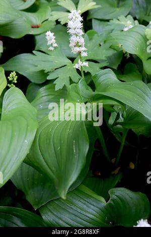 Maiantheum dilatatum falso giglio della valle – piccolo fiore bianco spike e molto ampie foglie di ovato, maggio, Inghilterra, Regno Unito Foto Stock