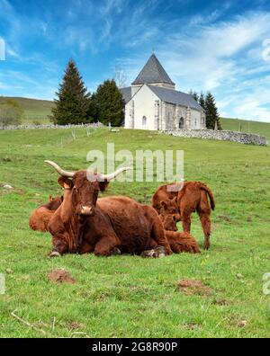 Madre mucca con il suo vitello. Questa è una razza di mucche Salers nel pascolo di montagna con una cappella. Foto Stock