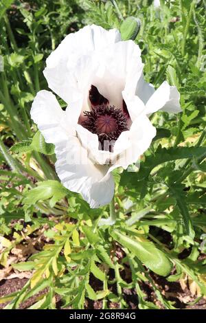 Papaver orientalis ‘Royal Wedding’ Oriental Poppy Royal Wedding - Poppy bianco grande con petali cremosi e segni neri, maggio, Inghilterra, Regno Unito Foto Stock