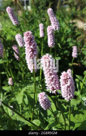 Polygonum bistorta ‘Superba’ common bistort Superba – piccoli gruppi di fiori rosa pallido su steli alti, grandi grumi di foglie ovali, maggio, Inghilterra, Regno Unito Foto Stock