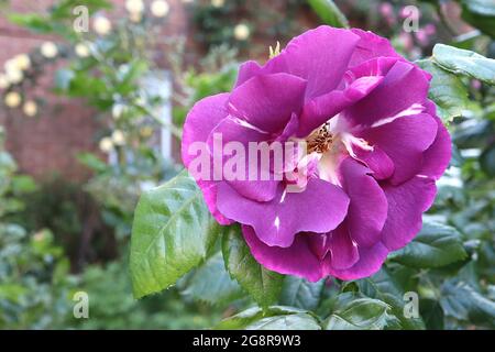 Rosa ‘Blu per te’ (Rosa Floribunda) Blu rosa per te – fiori semi-doppi viola malva con striature bianche occasionali, maggio, Inghilterra, Regno Unito Foto Stock