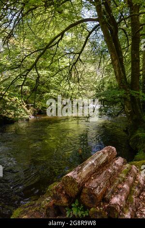 Attraente tratto del fiume Teign vicino a Chagford, Dartmoor, Devon Foto Stock