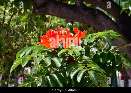 Tulipano africano, Afrikanischer Tulpenbaum, Spathodea campanulata, afrikai tulipánfa, Madera, Portogallo, Europa Foto Stock