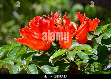 Tulipano africano, Afrikanischer Tulpenbaum, Spathodea campanulata, afrikai tulipánfa, Madera, Portogallo, Europa Foto Stock