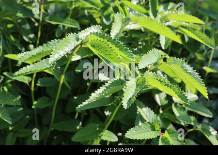 Sanguisorba officinalis ‘Tanna’ foglie solo Grande burnett Tanna – foglie verdi e scure con bordi crimpati, maggio, Inghilterra, Regno Unito Foto Stock